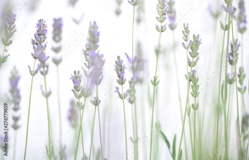 Fototapeta Naklejka Na Ścianę i Meble -  Lavender flowers isolated on white background