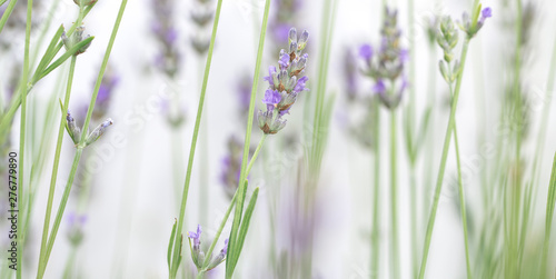 Lavender flowers isolated on white background