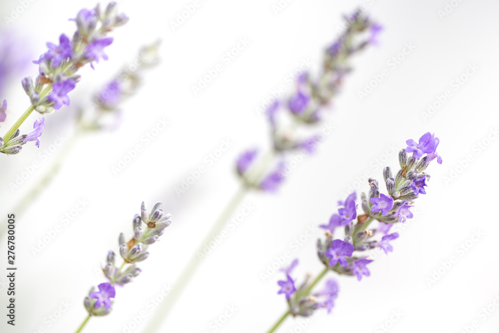 Naklejka premium Lavender flowers isolated on white background