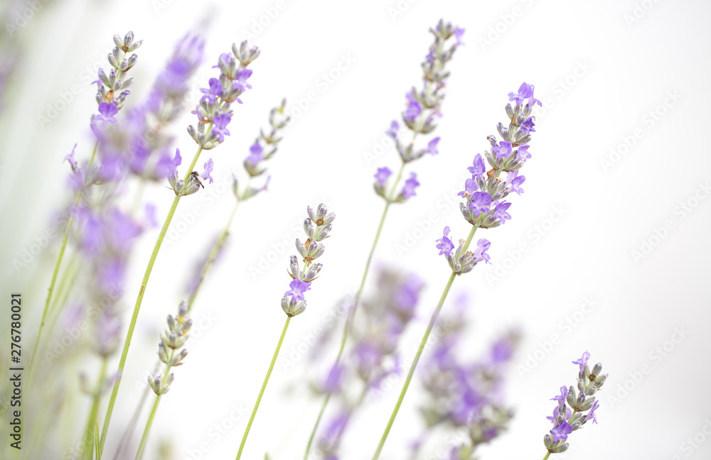 Naklejka premium Lavender flowers isolated on white background