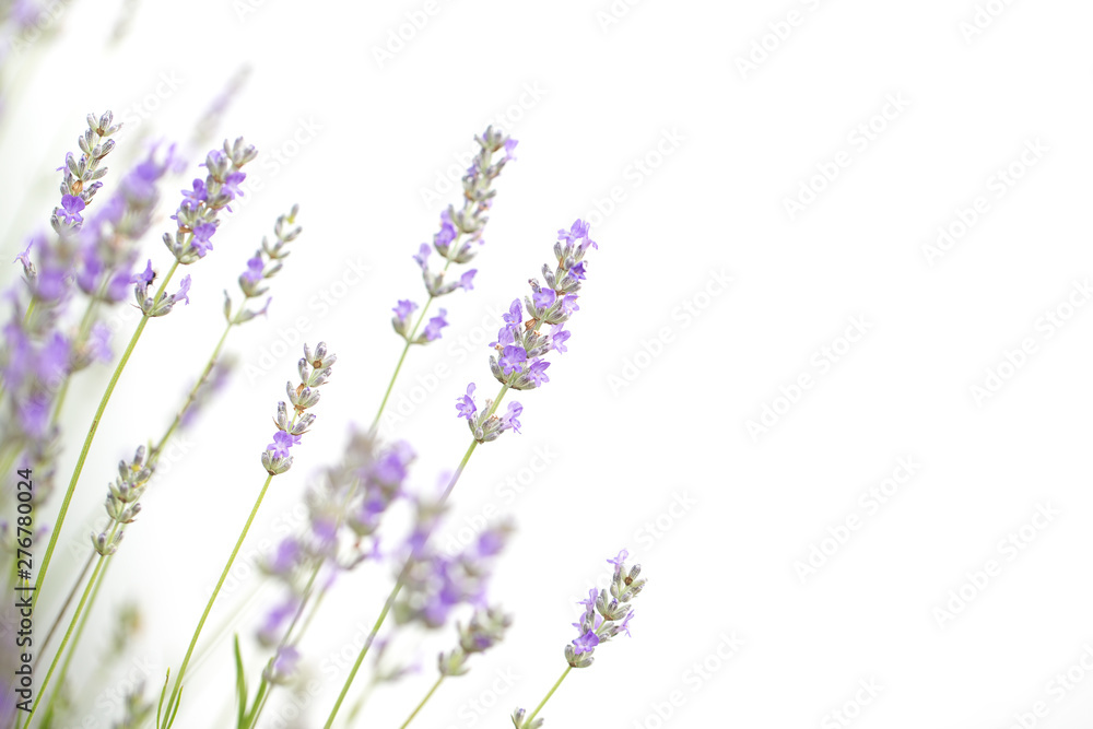 Lavender flowers isolated on white background Lavender flowers isolated on white background
