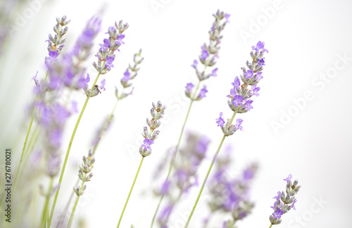 Fototapeta Naklejka Na Ścianę i Meble -  Lavender flowers isolated on white background