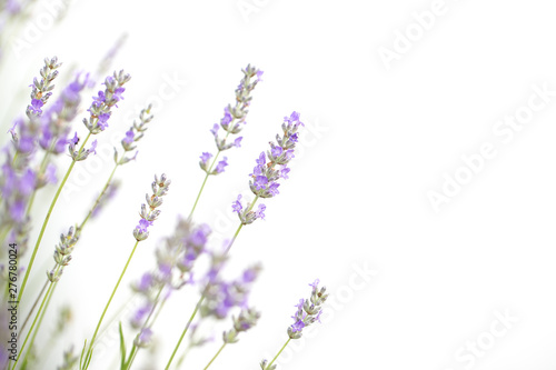 Lavender flowers isolated on white background