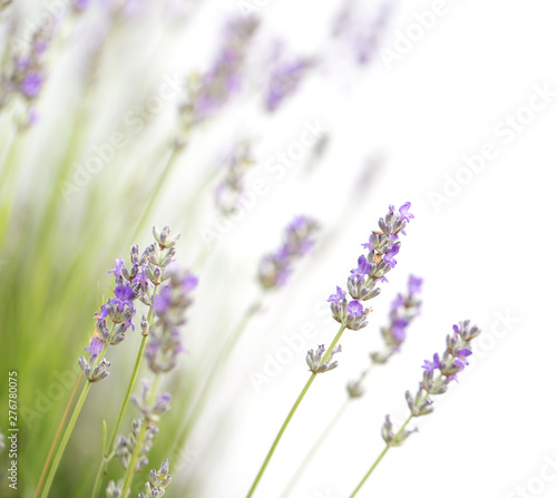 Lavender flowers isolated on white background