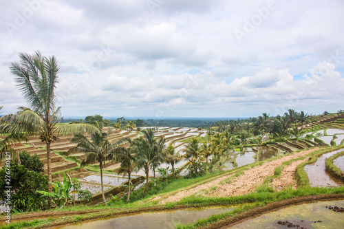 Flooded rice paddy terraced fields in an early stage of growth, in rural Bali. Tropical scene in Jatiluwih, Indonesia.