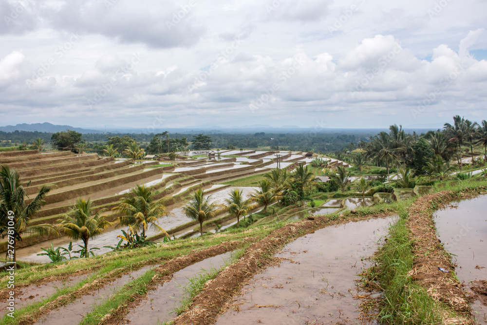 Fototapeta premium Dramatic cloudy sky over palm trees and irrigated Jatiluwih rice terraces. A typical rural landscape in Bali, Indonesia.