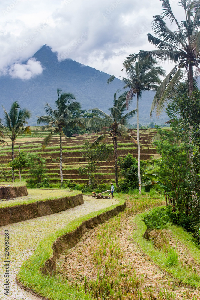 Fototapeta premium Unidentified man plowing soil with walking tractor, preparing space to plant rice. Paddy fields in Jatiluwih, Indonesia