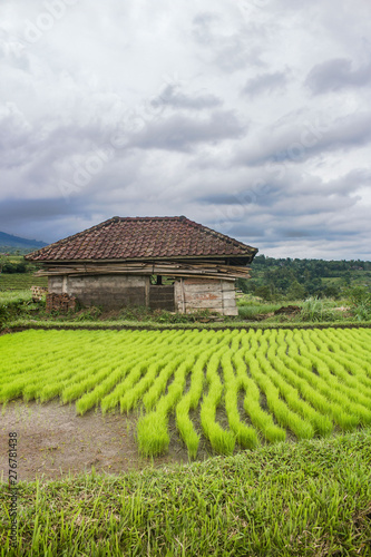 Rural Bali scenery with green rice field and a hut used to save cattle. Agriculture in Indonesia concept. In Jatiluwih