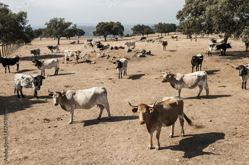 Herd of cows in extensive production system in Andalusia in dry summer landscape
