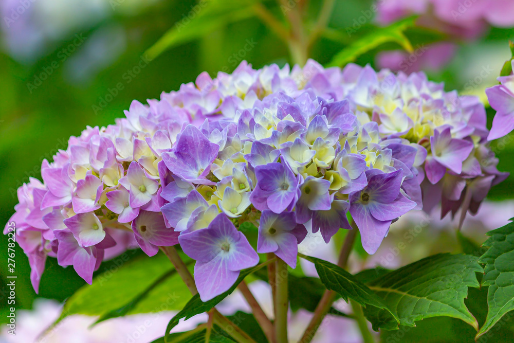 A flower of a hydrangea that slowly turns blue A flower of a hydrangea that slowly turns blue