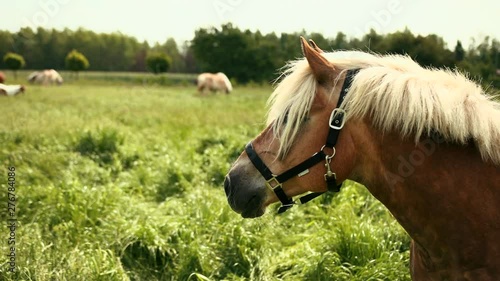 Portrait of beautiful, well-groomed, elite brown horse with white mane with bridle that looks at eating other horses. Blurred back background on which car passes. Equestrian sport, animal rates