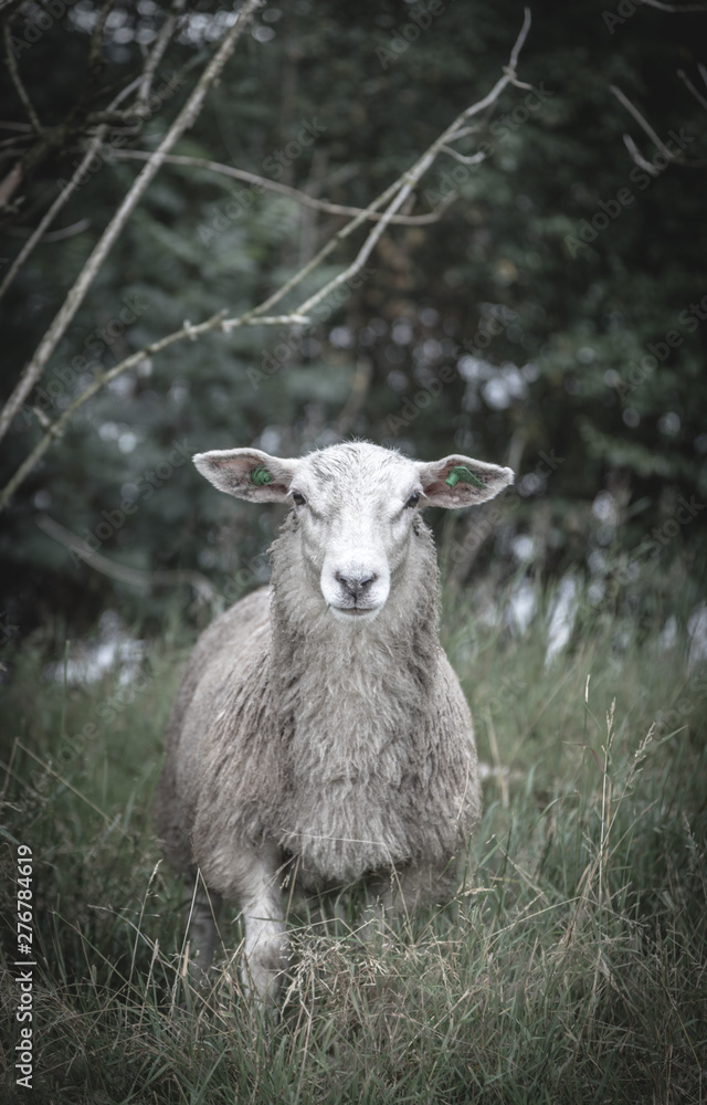 Fototapeta premium a sheep at the Lysefjord