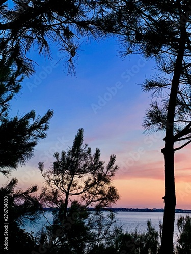 pins en contre jour coucher de soleil sur la plage