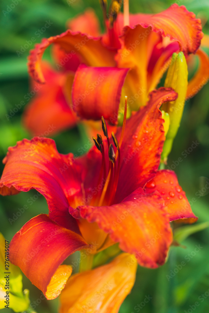 Fototapeta premium Orange day lily flowers in a garden in the summer