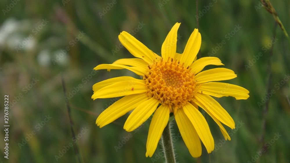 fio d'arnica fio d'arnica
