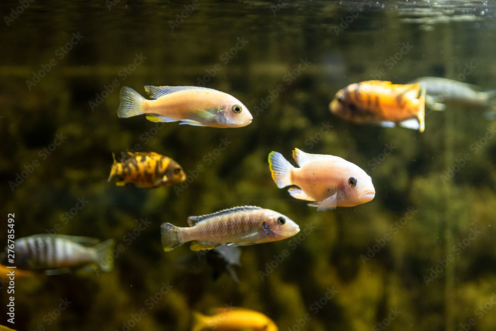 Obraz premium Exotic sea fishes in a aquarium