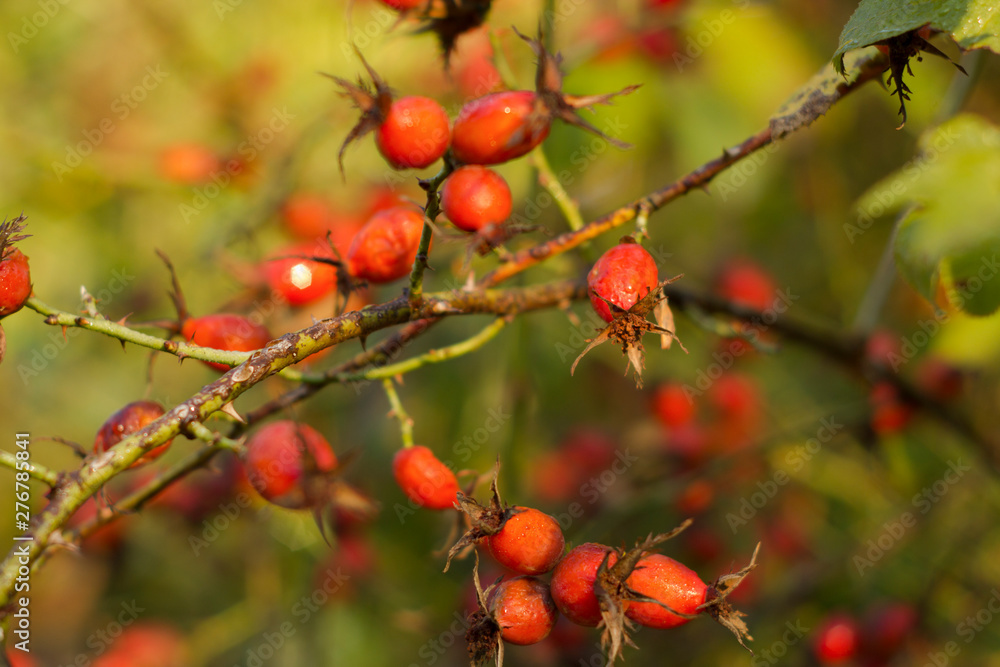 Dog rose healthy berries with selective focuse on a branch in autumn Dog rose healthy berries with selective focuse on a branch in autumn