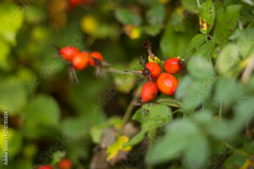 Dog rose healthy berries with selective focuse on a branch in autumn