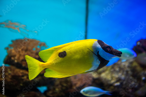 Exotic sea fishes in a aquarium