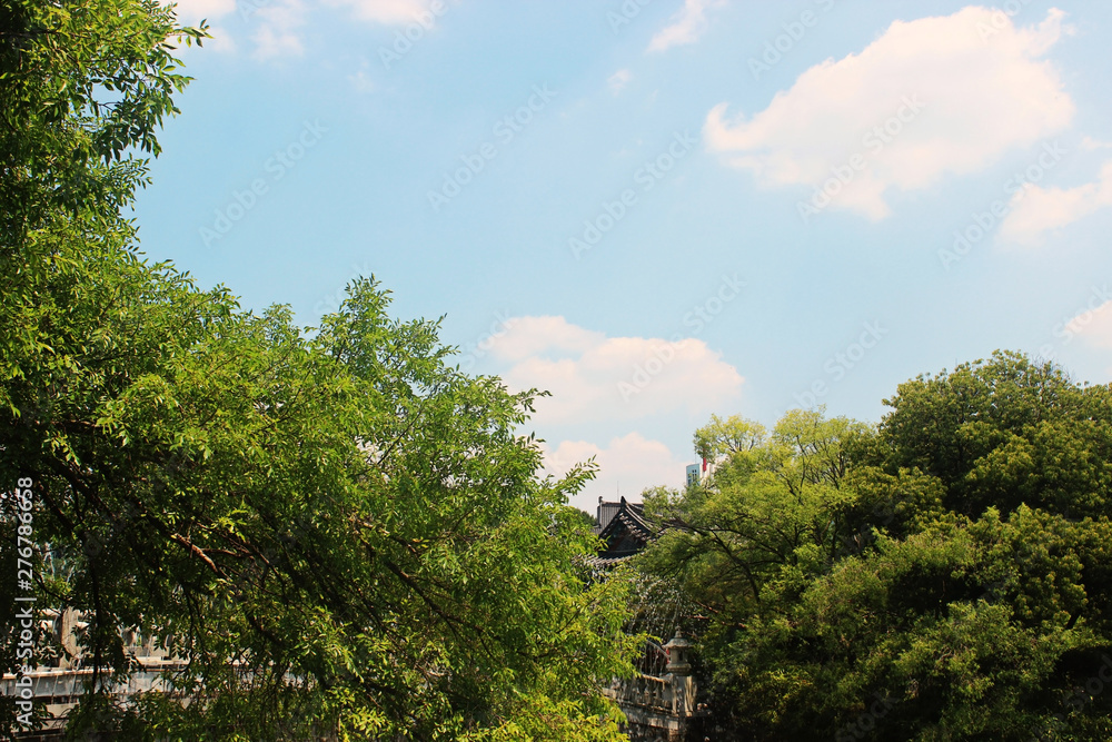 Fototapeta premium 나무가지 잎