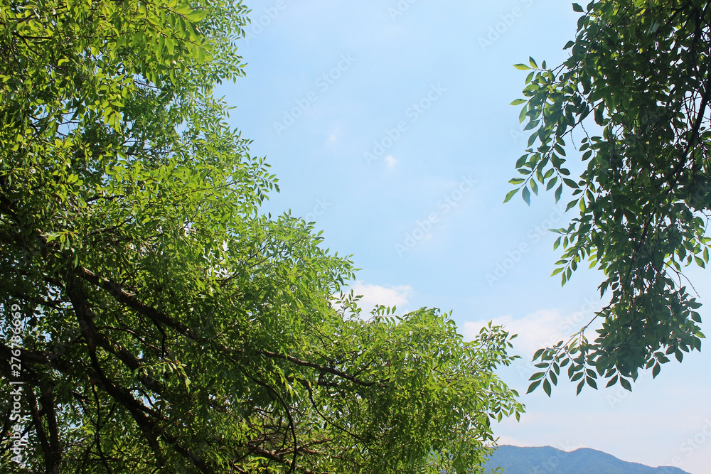 Obraz premium 나무가지 잎