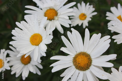 Daisies