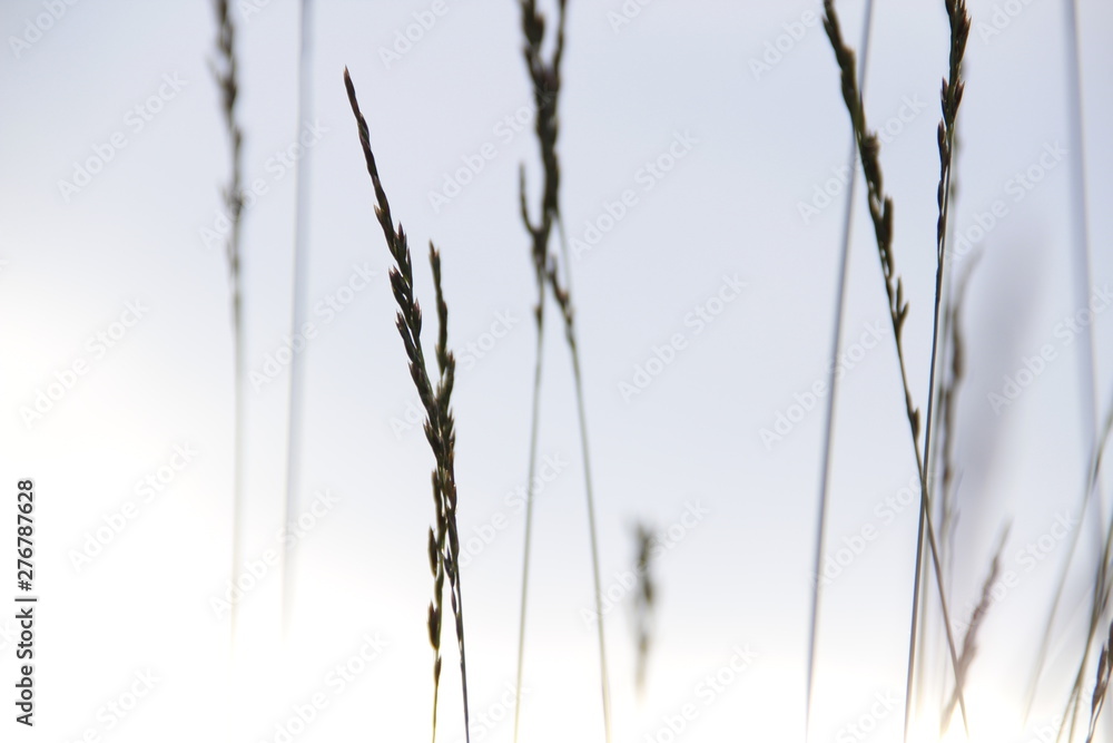 grass grass