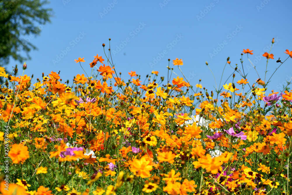 Wildflowers Under Clear Blue Sky Wildflowers Under Clear Blue Sky