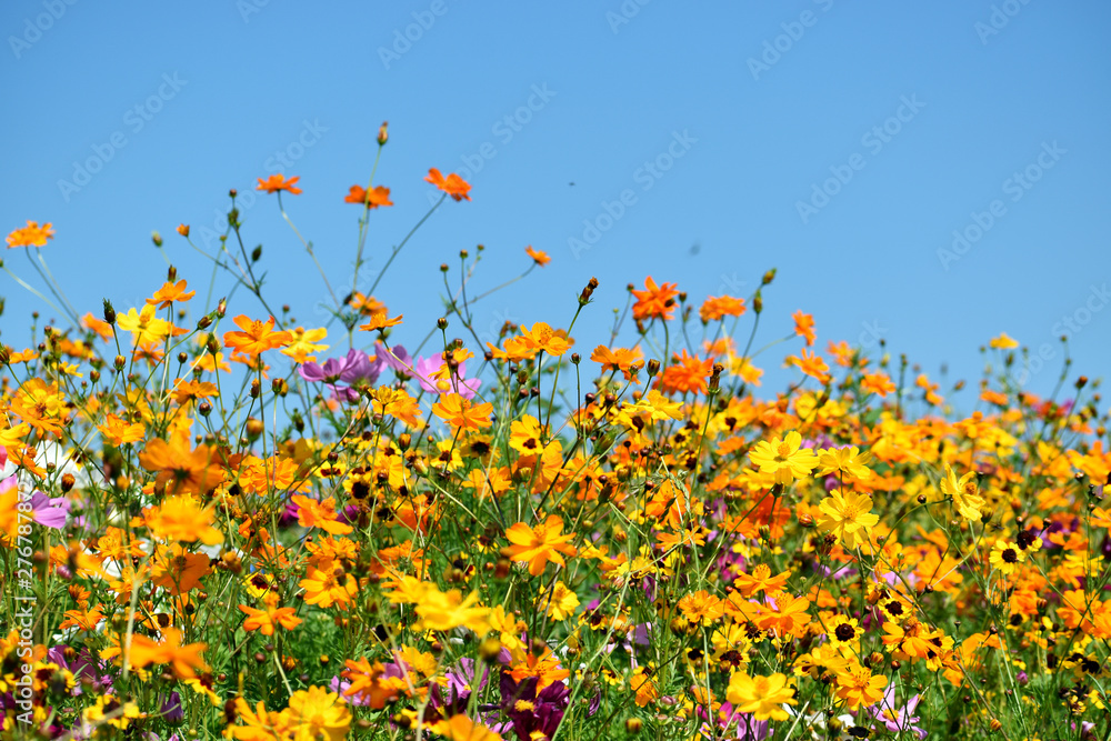 Εκτύπωση καμβά Wildflowers Under A Clear Blue Sky