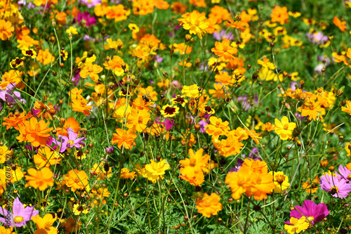 Wildflowers Surround a Honeybee Gathering Pollen © HANK GREBE