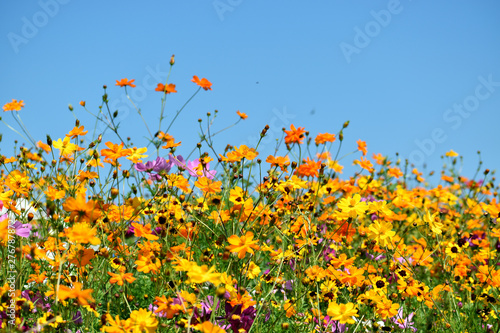 Wildflowers Under A Clear Blue Sky photo