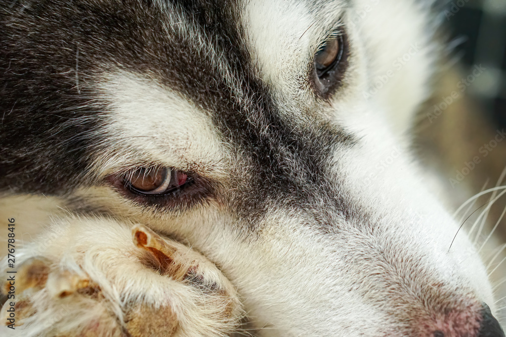 The right eye area of the Siberian dog .It has brown eyes and black and white fur. The right eye area of the Siberian dog .It has brown eyes and black and white fur.