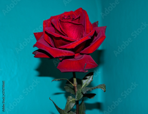 Red rose
