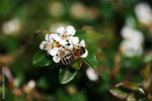 bee on flower © AlexLisun