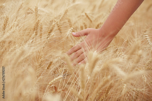 Hand with wheat. Boy walking on the wheat field