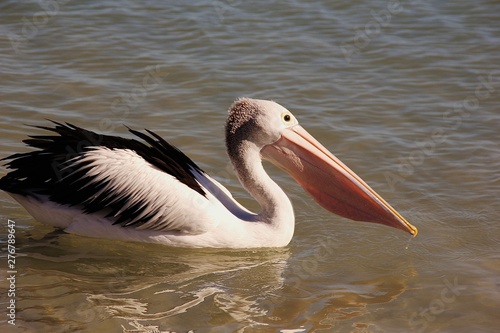 Pelican coming home after a hard day's work.
