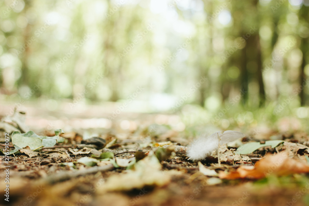 Abstract blurred autumn forest background. Abstract blurred autumn forest background.