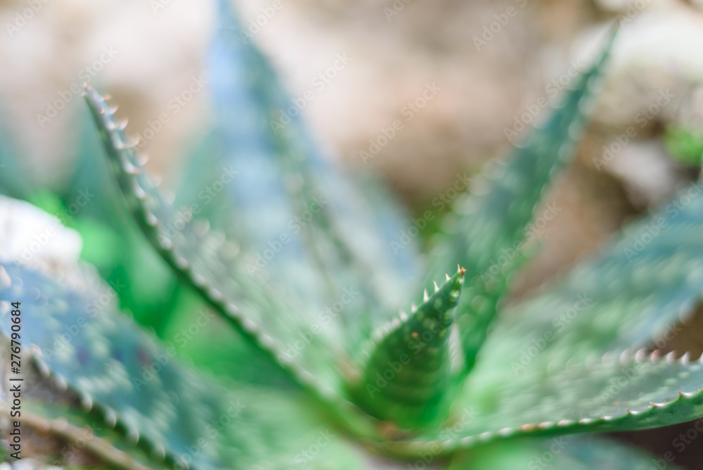 Fototapeta premium aloe wild growing plant close view, green background