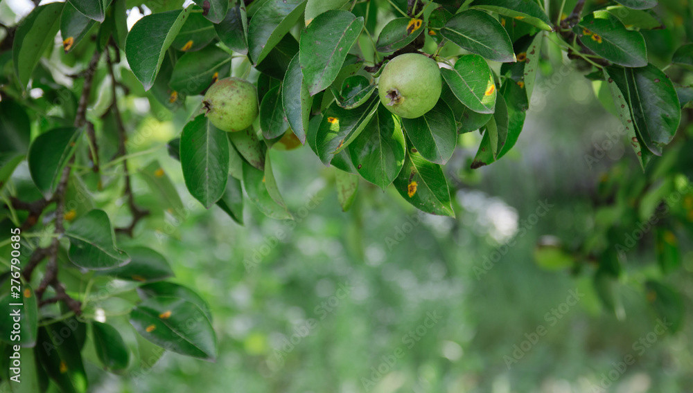 Green pears on a tree branch. Organic pears in the garden. A close up view of pears grow on a pear tree branch with leaves under sunlight. Place for text