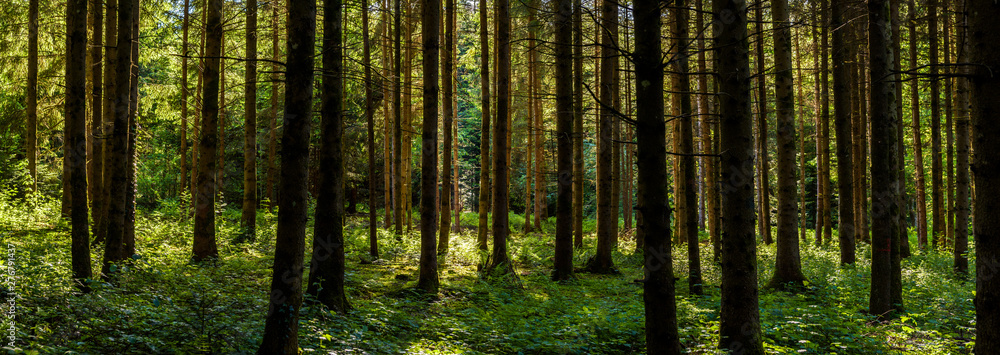 Panorama of green forest landscape with trees (trunks) and green moss, sun light shining through the woods