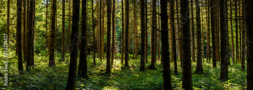 Panorama of green forest landscape with trees (trunks) and green moss, sun light shining through the woods