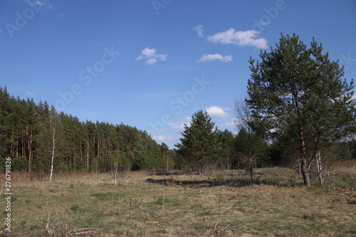 Glade in a pine forest in spring. Moscow region