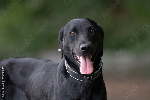 Wallpaper Mural Labrador Torontodigital.ca