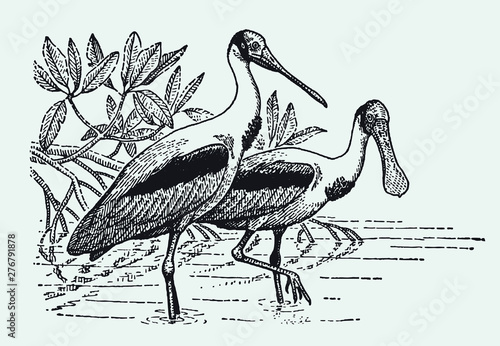Two roseate spoonbills, platalea ajaja wading through the water. Illustration after a historical engraving from the early 20th century. Editable in layers