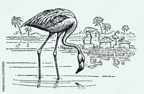 Group of American flamingos phoenicopterus ruber standing in water and looking for food. Illustration after vintage engraving from early 20th century