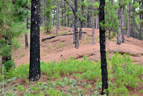 forest in autumn