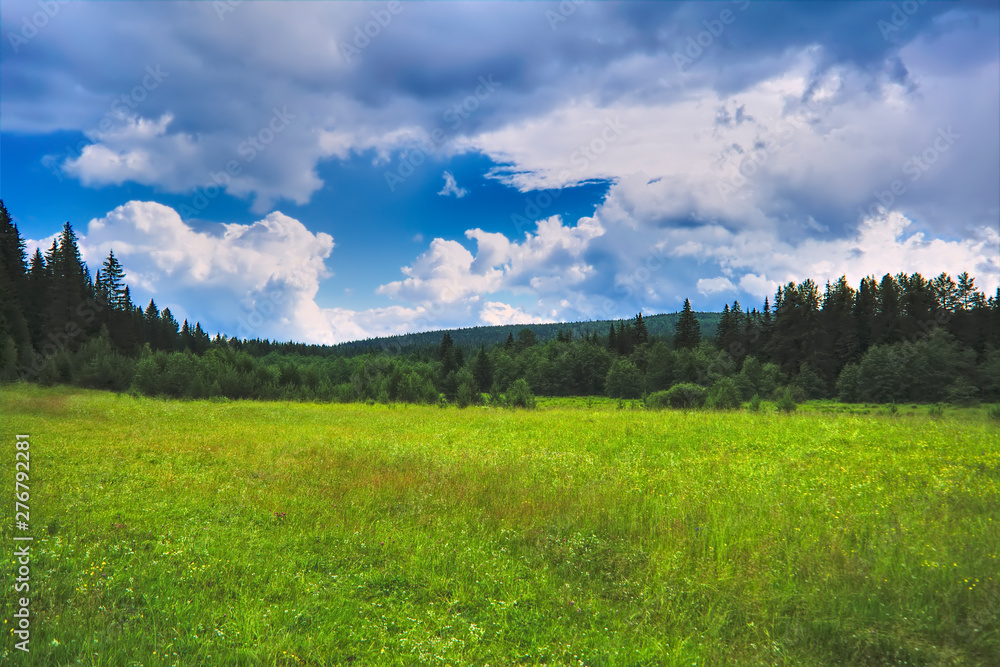 Summer meadow landscape with green grass and wild flowers on the background of a coniferous forest on a rainy day.