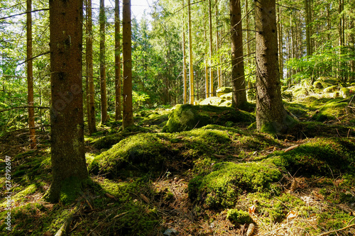 morning in the forest