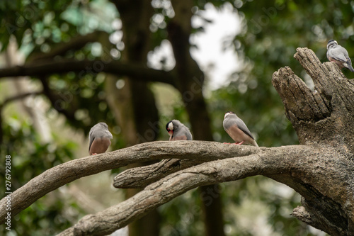 Tropical birds © danmal25