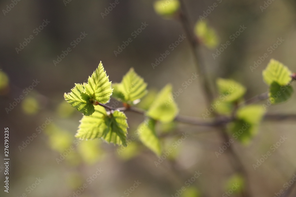 Leaves on a rwig spring bloom in the forest. Moscow region Leaves on a rwig spring bloom in the forest. Moscow region
